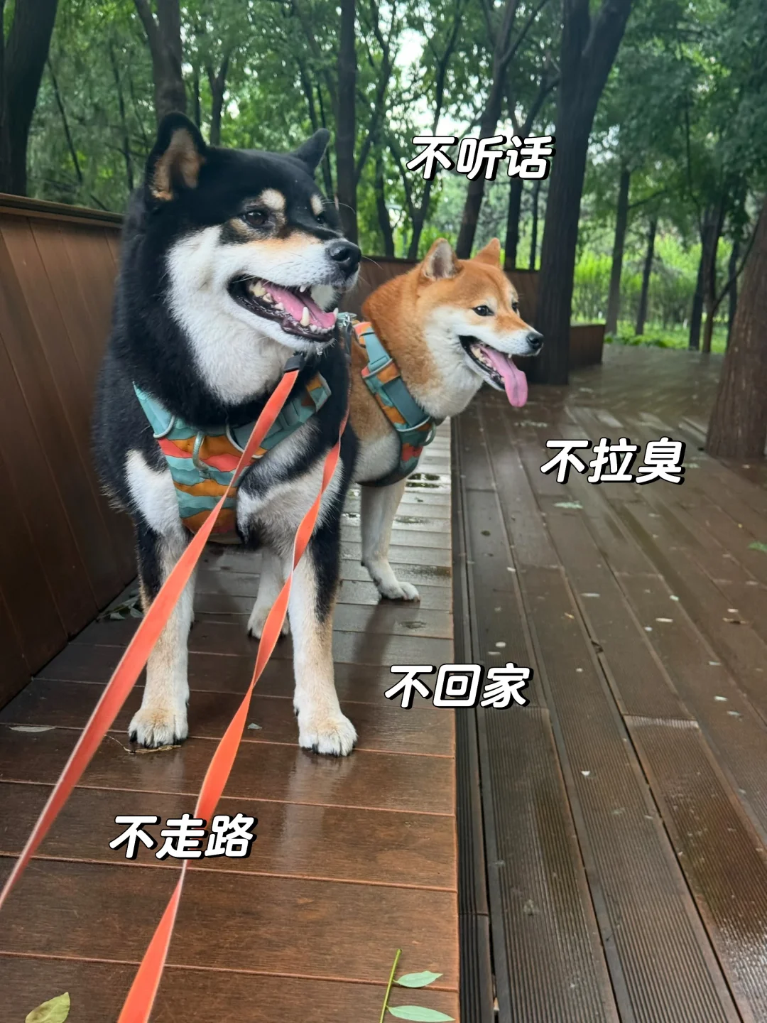 养狗不仅要有爱心，还得特别有