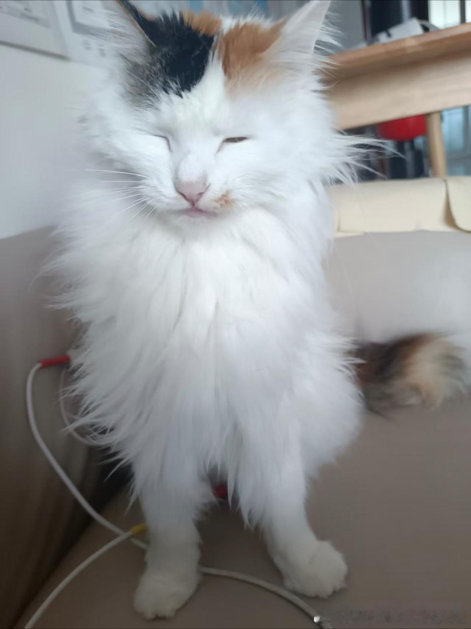 49480【丑猫】干嘛啊刚睡醒 