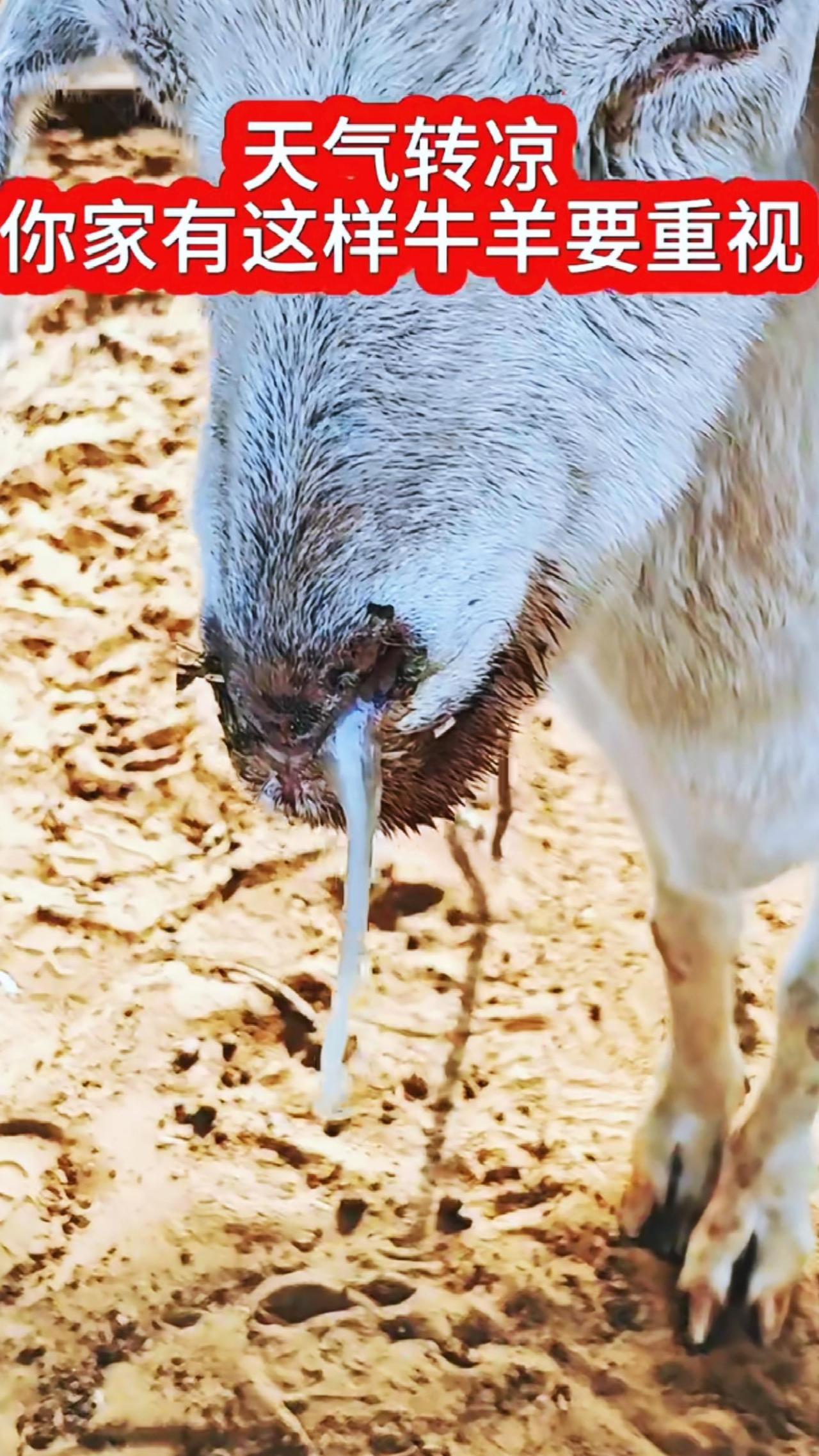 养羊人 牛羊感冒流鼻涕 农村养羊 牛羊咳嗽