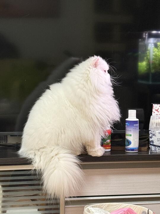 乖乖看鱼