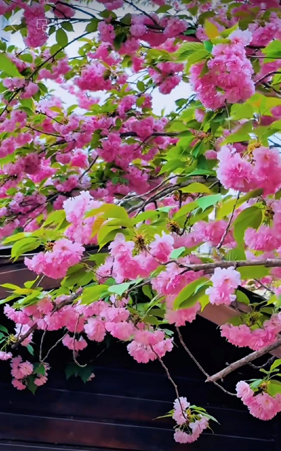 上初中时，两个女同学彼此看不顺眼，是死对头，各自结党营私，成为两派死党。

同住