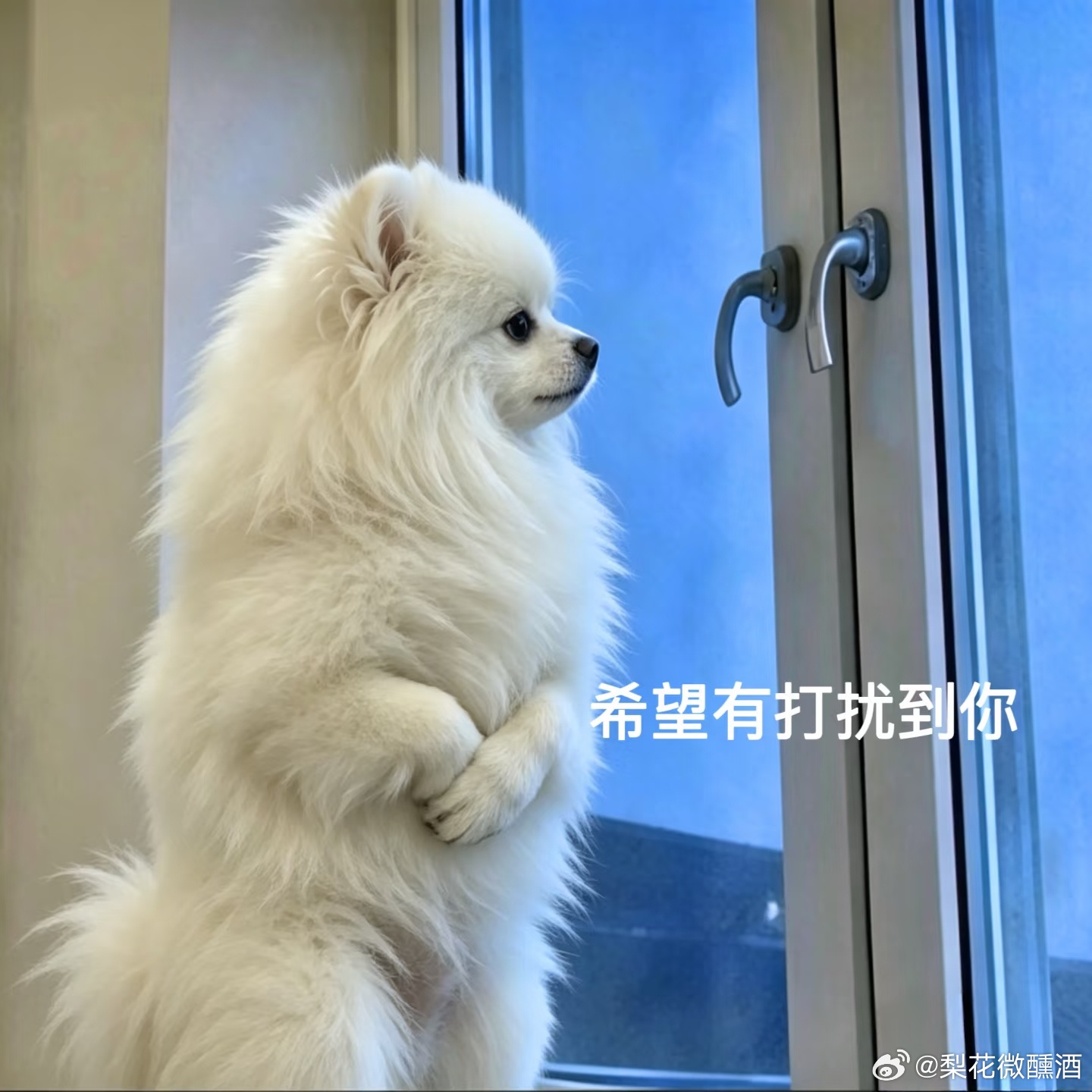 动动会回访 
