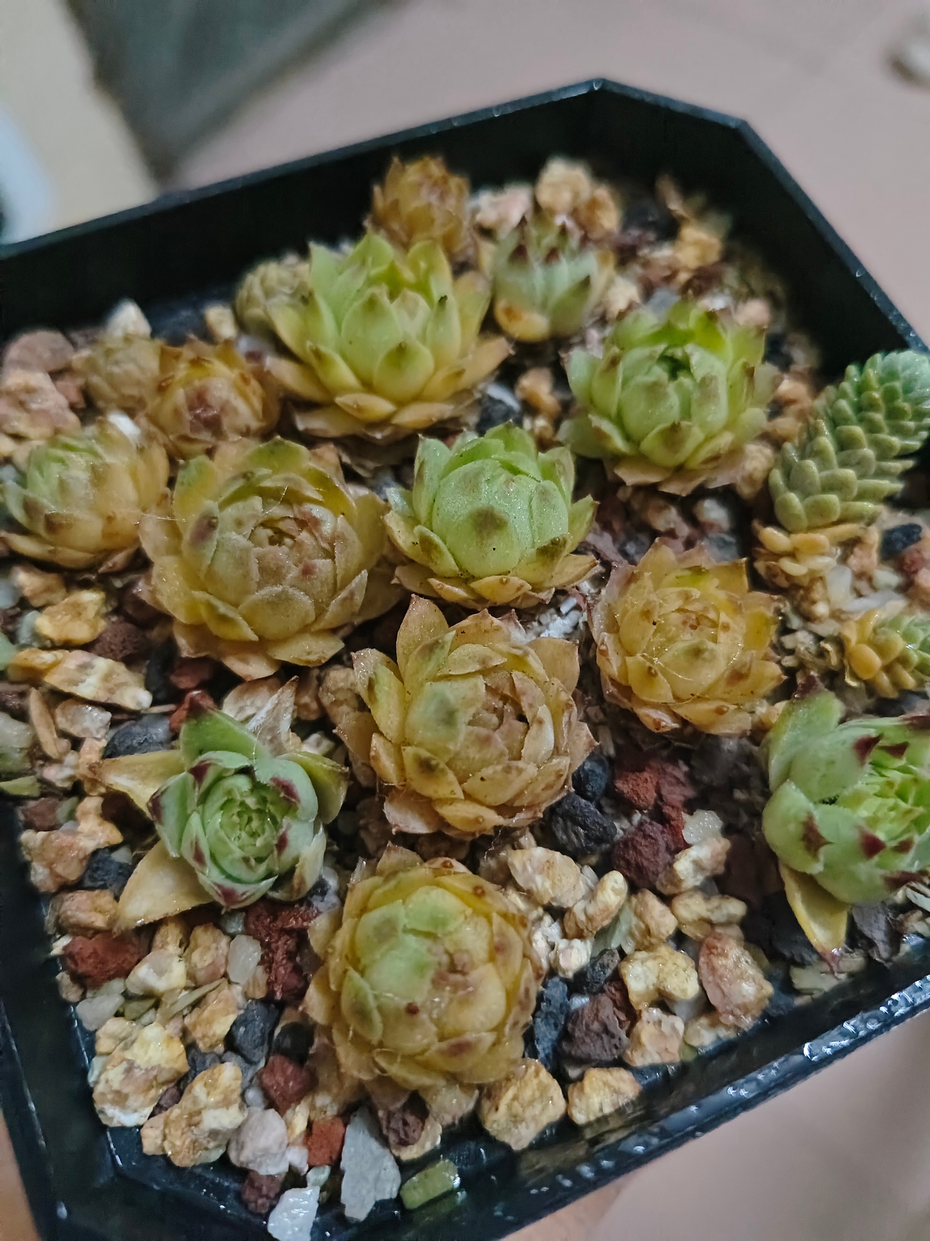 第一批受害者出现了…死因是高温蒸煮