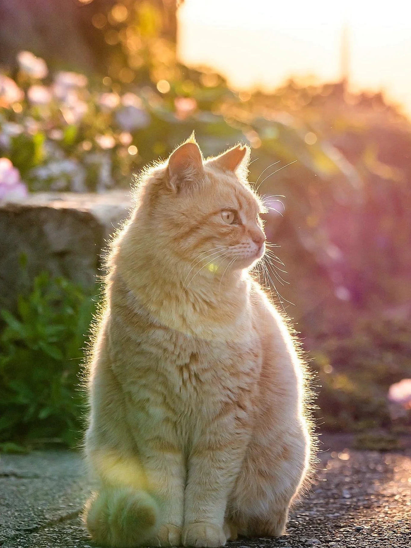 清者自清，猫猫就是我生的[喵喵][喵喵]#主人给小猫讲了它的身世# ​​​