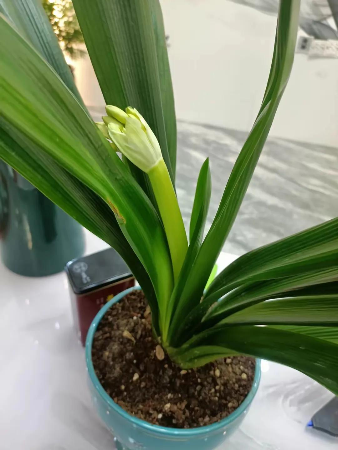 #每日打卡拍绿植# #分享随拍绿植# 绿意盎然