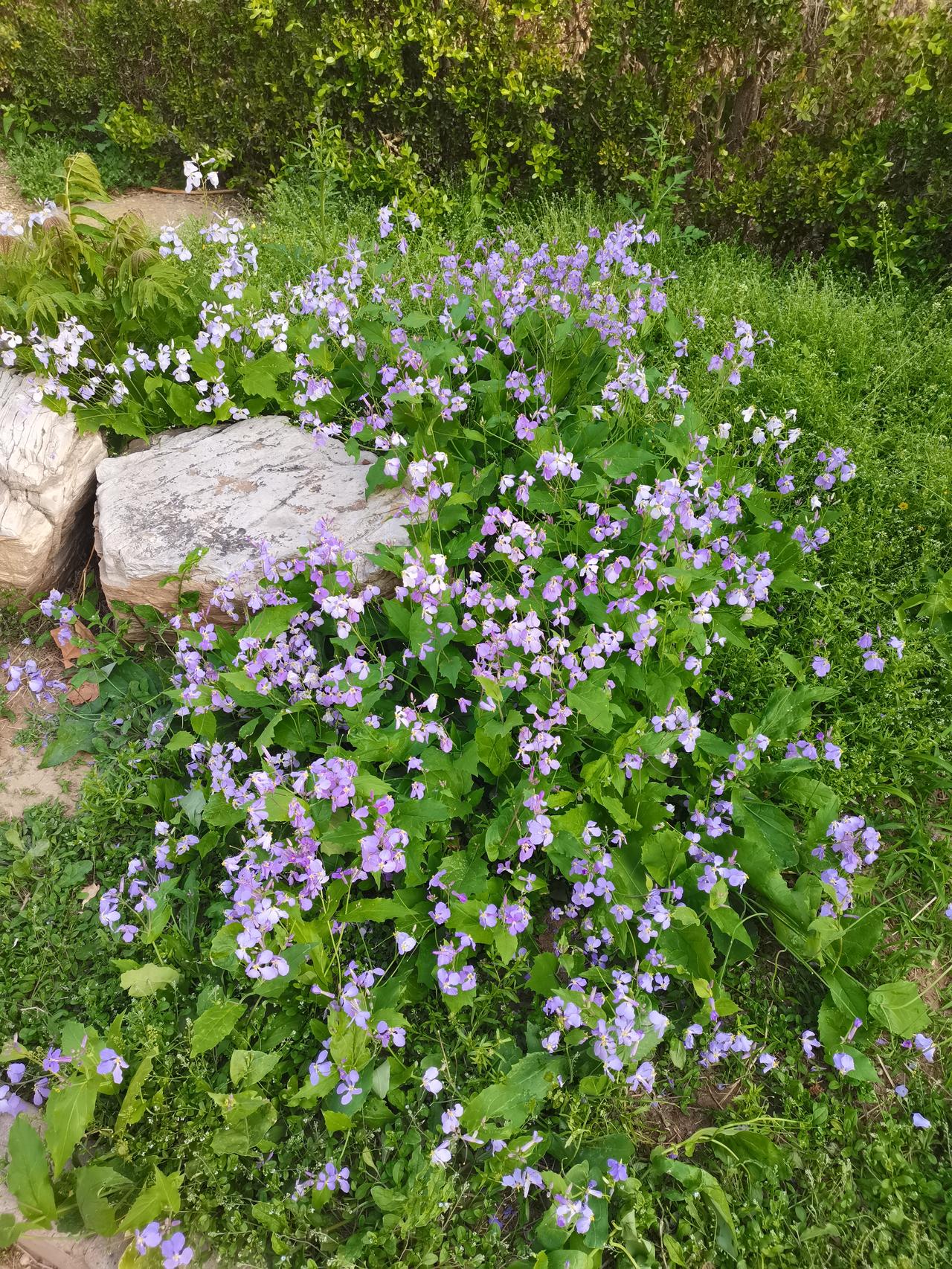 所以早上晨炮，还是不能总是沿着一条路，换一条路，会有不同的风景。