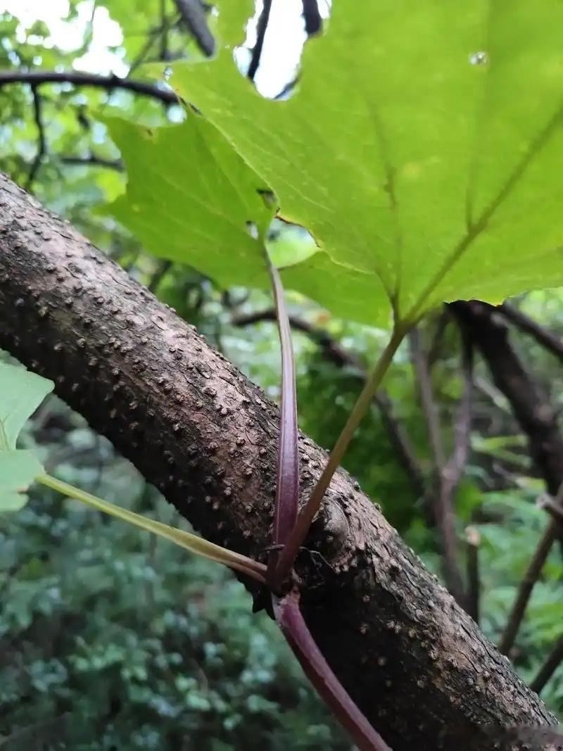 W先生你如果有时间还是先把脊梁骨接好 