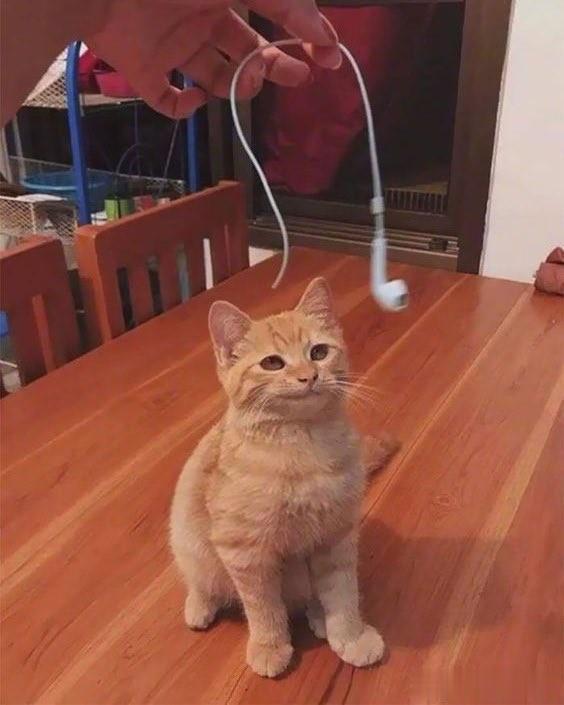 👩：你看看你干的好事！！
😼：那还不快说谢谢啊！
#萌宠# #猫咪# #笑死