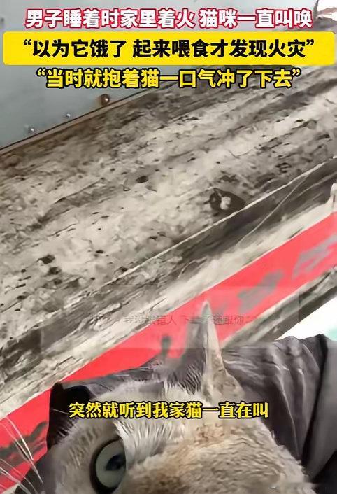 太有灵性了！广东，男子正在睡觉，猫咪却在旁边狂叫不止，男子不耐烦的拿来猫粮，却意