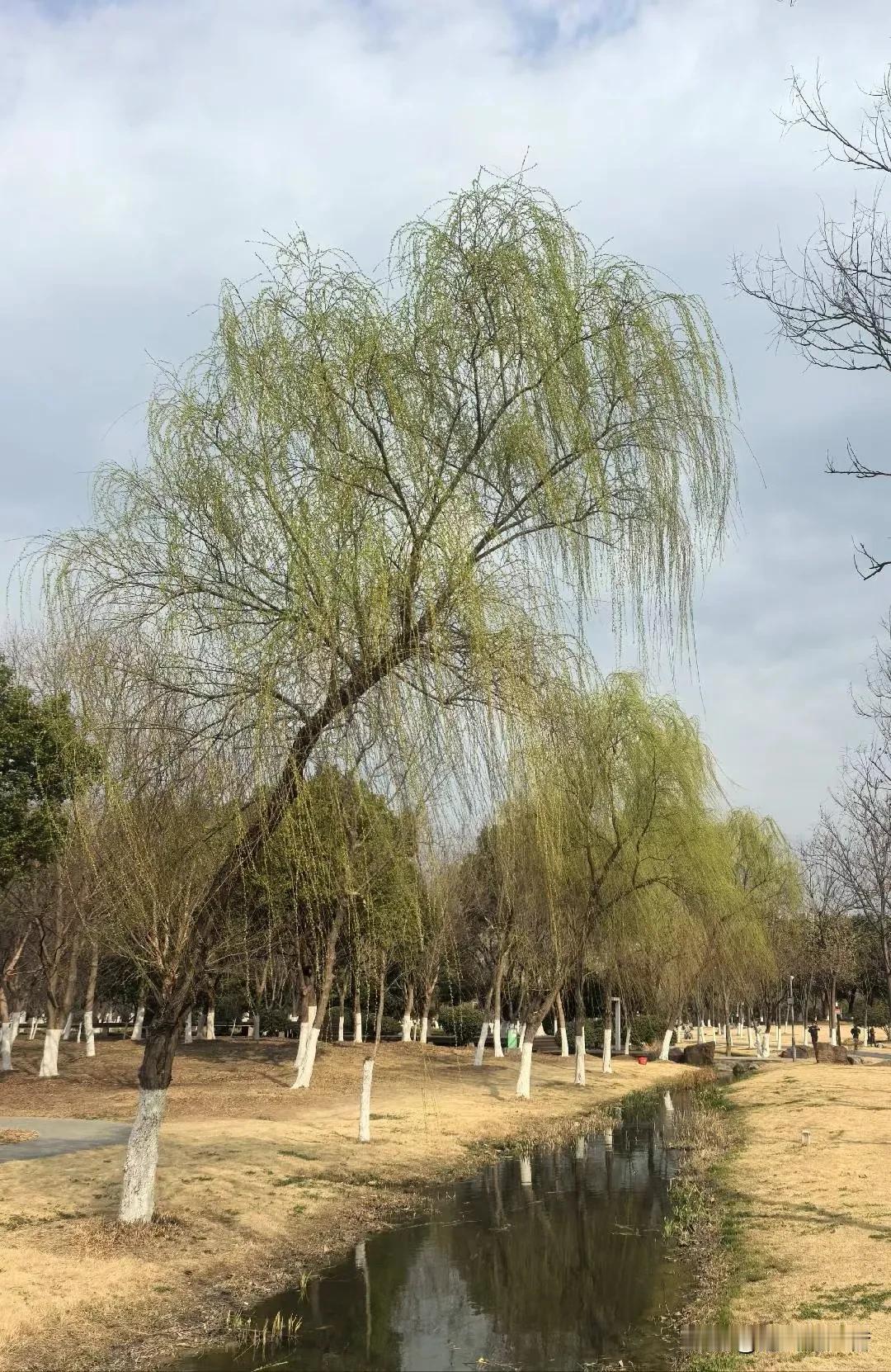 春天露了一下脸又回去了，走的轰轰烈烈毅然决然，携风带雨氛围拉满。也许这个季节就是