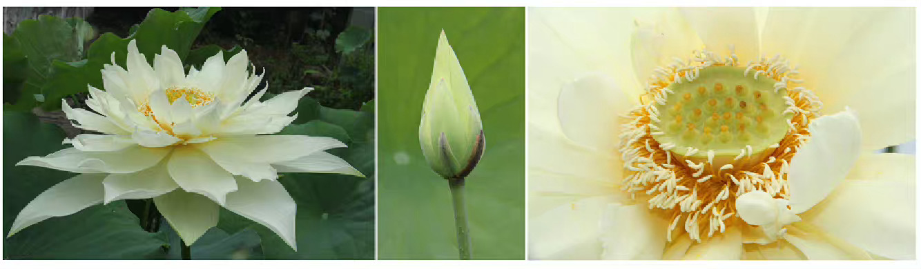 #西湖黄色荷花惊艳绽放#两株新品种荷花，一黄一红，一个花瓣重台一个花瓣硕大。各有