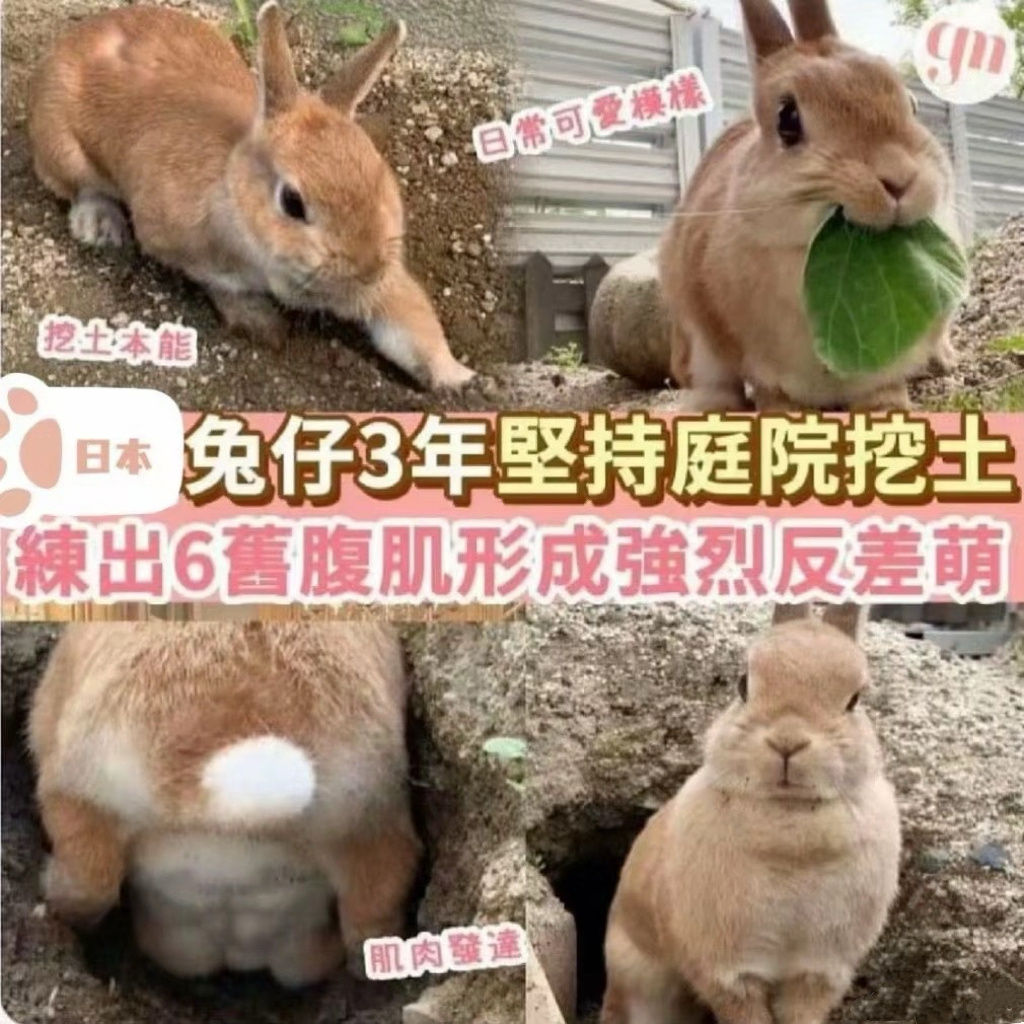 【tg】那个兔 