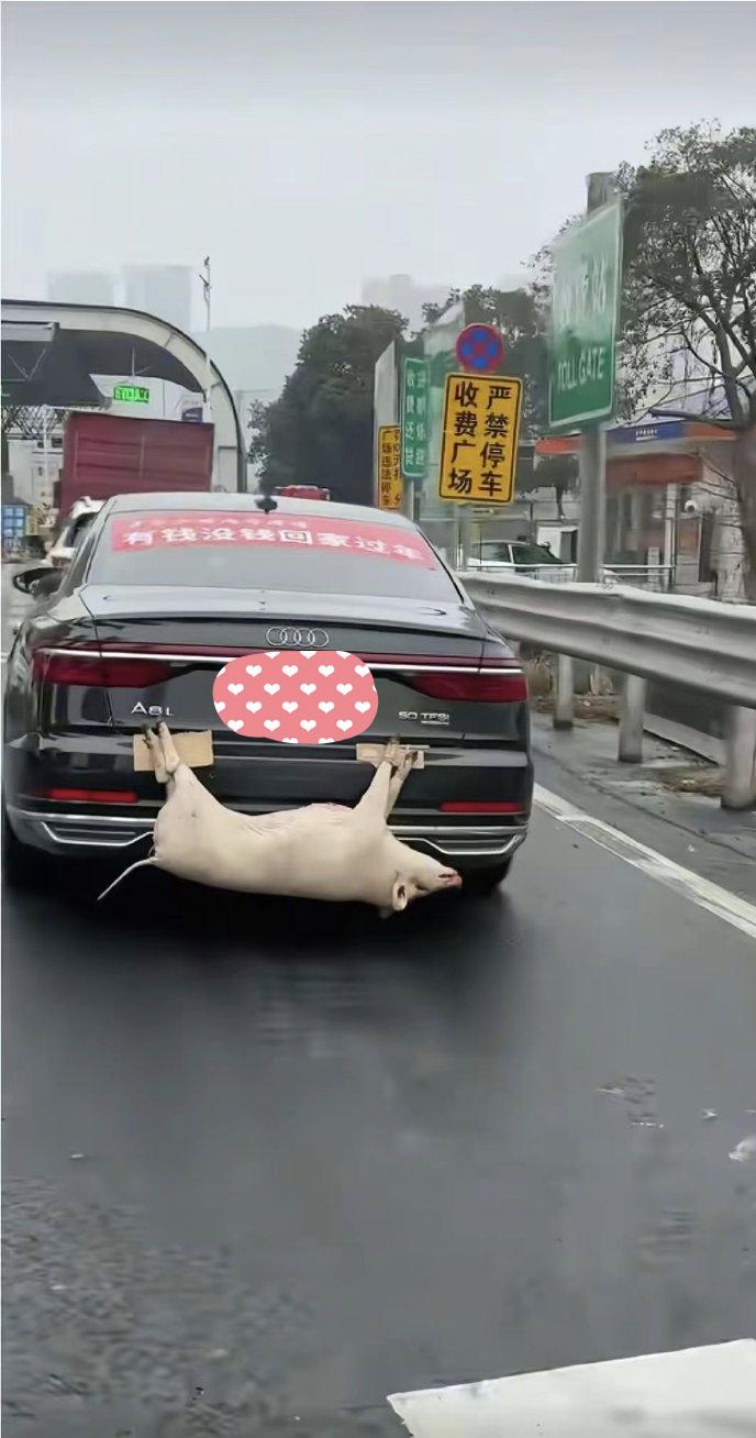 万万没想到！过年回家，这些豪车车主为了“年货”拼了！🚗💨
奥迪后备箱挂着一头