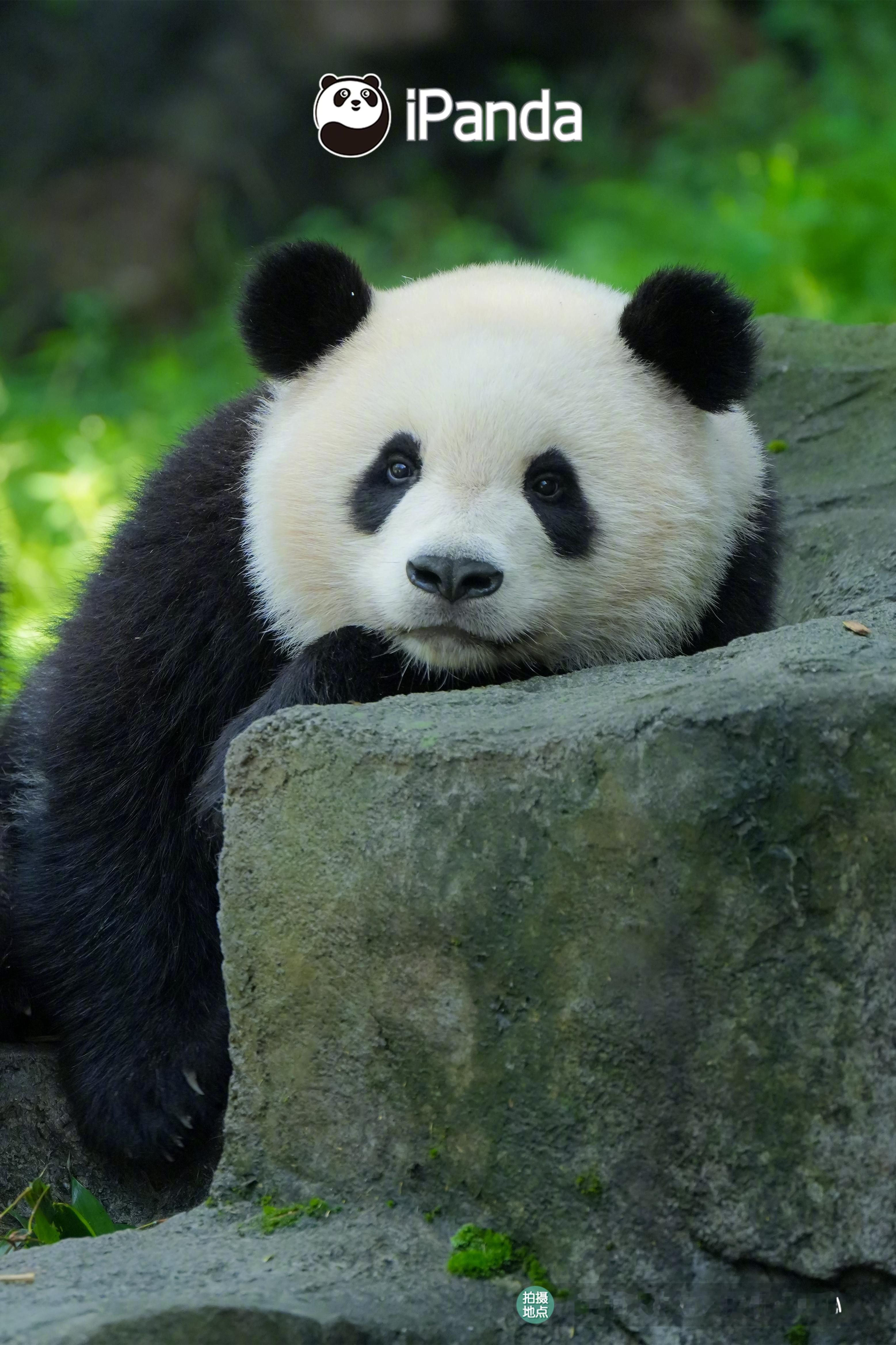 让甜甜的小熊陪你开启美好的周末吧！[期待] 熊猫趣图 大熊猫春野秋野[超话] ​