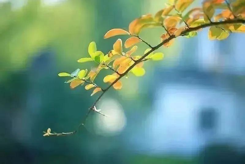 ||浅秋

文/申明洲

        夏日的炽热尚未完全褪去，浅秋却如一位羞