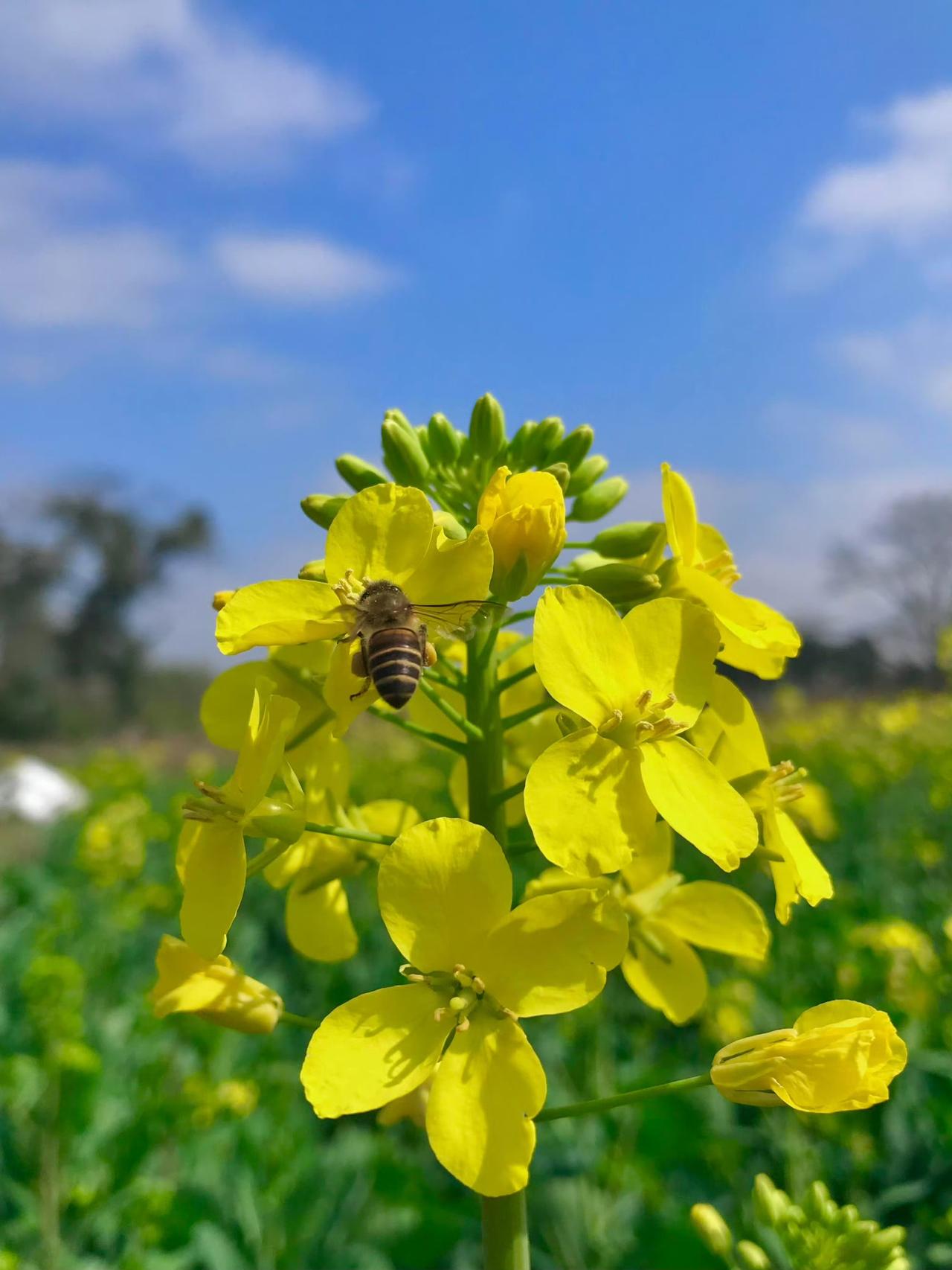 万物随春醒，
美好皆可期