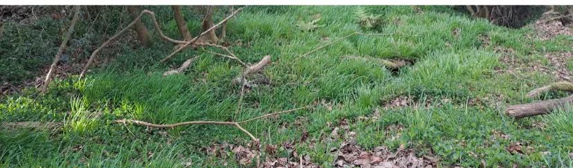 摘韭菜被洋人批评了
自打看了那片野韭菜地，有了念想，回头便拿了个袋子想着去摘一些