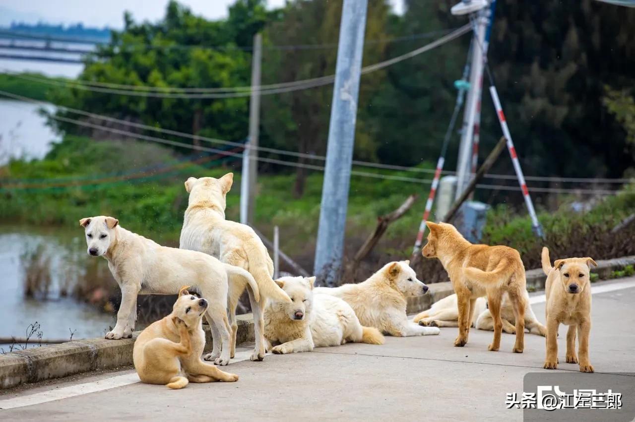 很多地方为什么禁养中华田园犬，因为它是资本的“眼中钉”。
中华田园犬不容易生病，