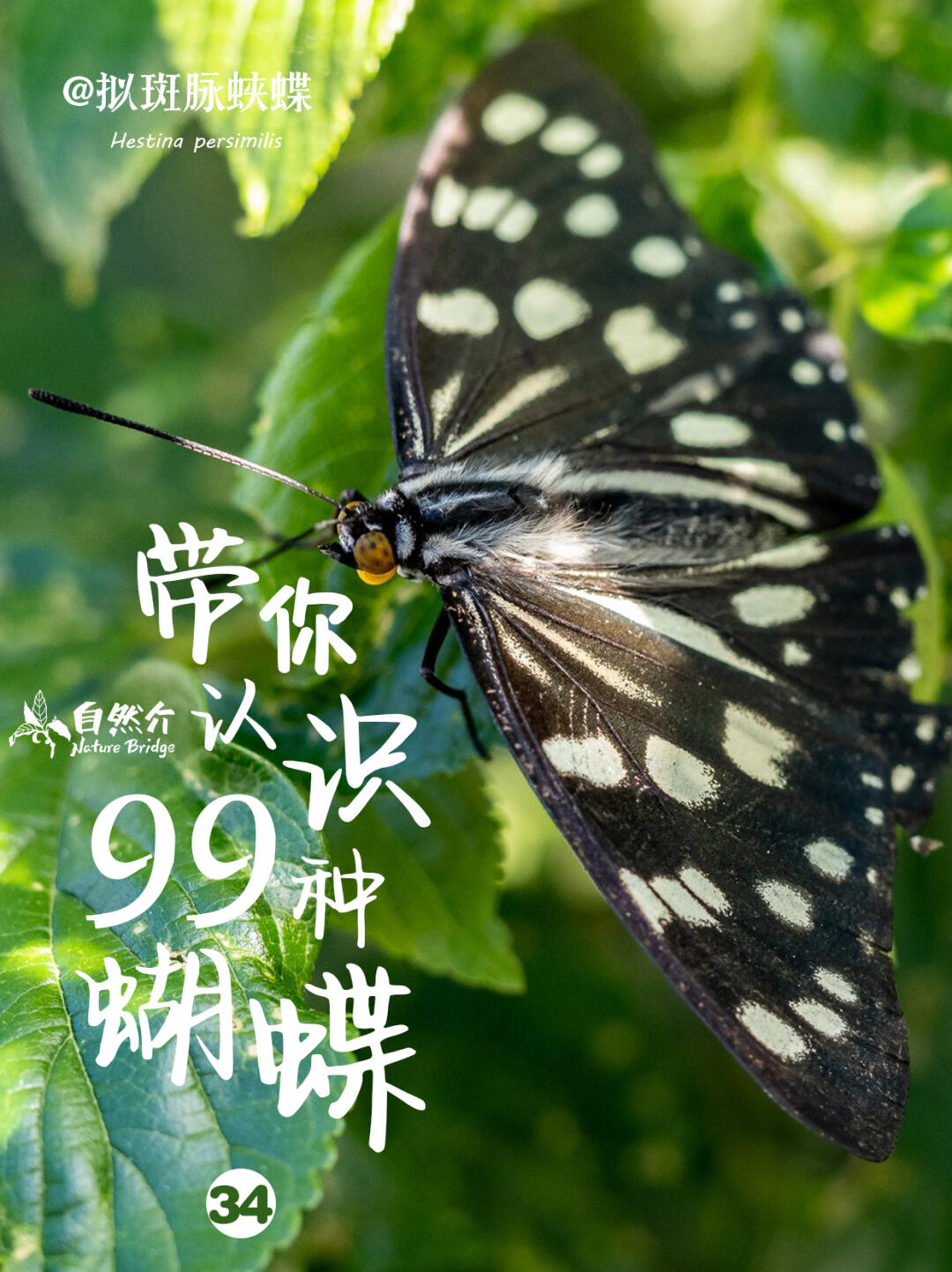 带你认识99种蝴蝶