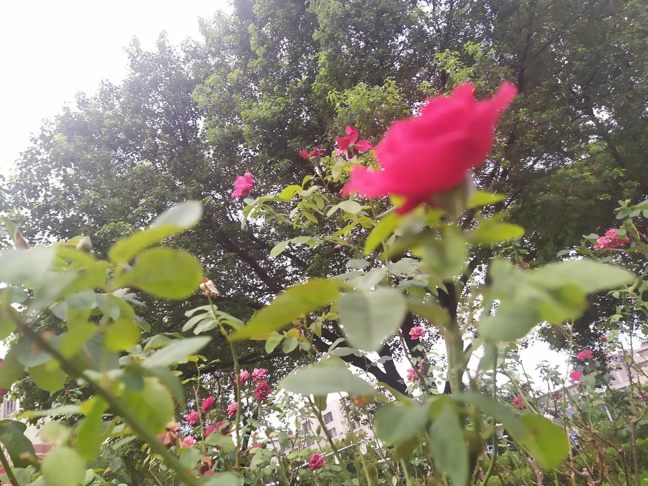 #你会找一个没有资格证的中医看病吗#在盛世中华创新时代，中医中药是中华炎黄子孙国