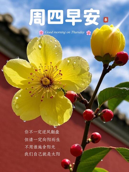 早安心语｜早安日签｜小众文案｜周四早安