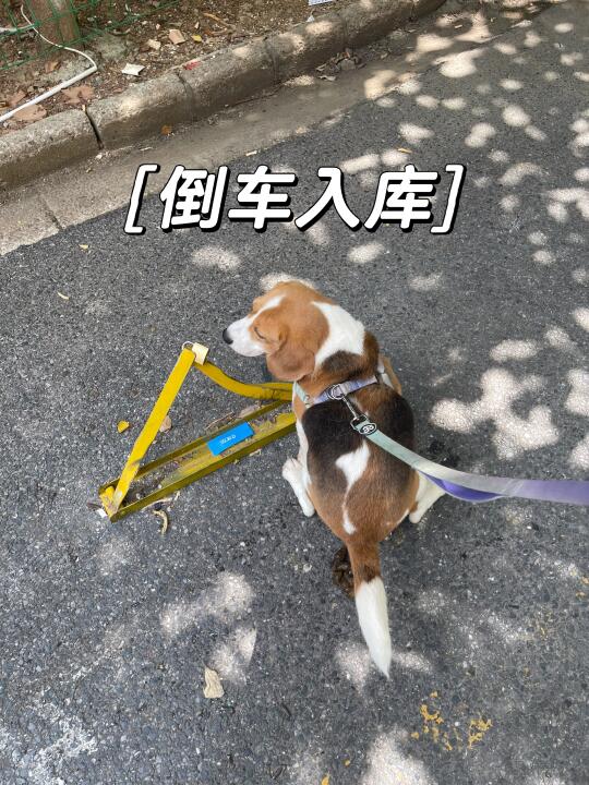 洗香香