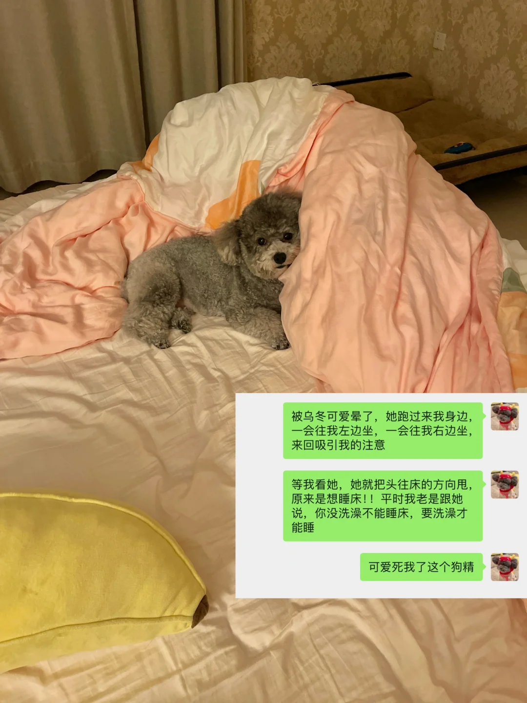 养狗人幸福的具象化之：床上有狗💤