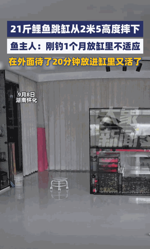 21斤大鲤鱼跳出水缸，摔落20分钟后奇迹复活。9月8日，湖南怀化发生了一件让人吃