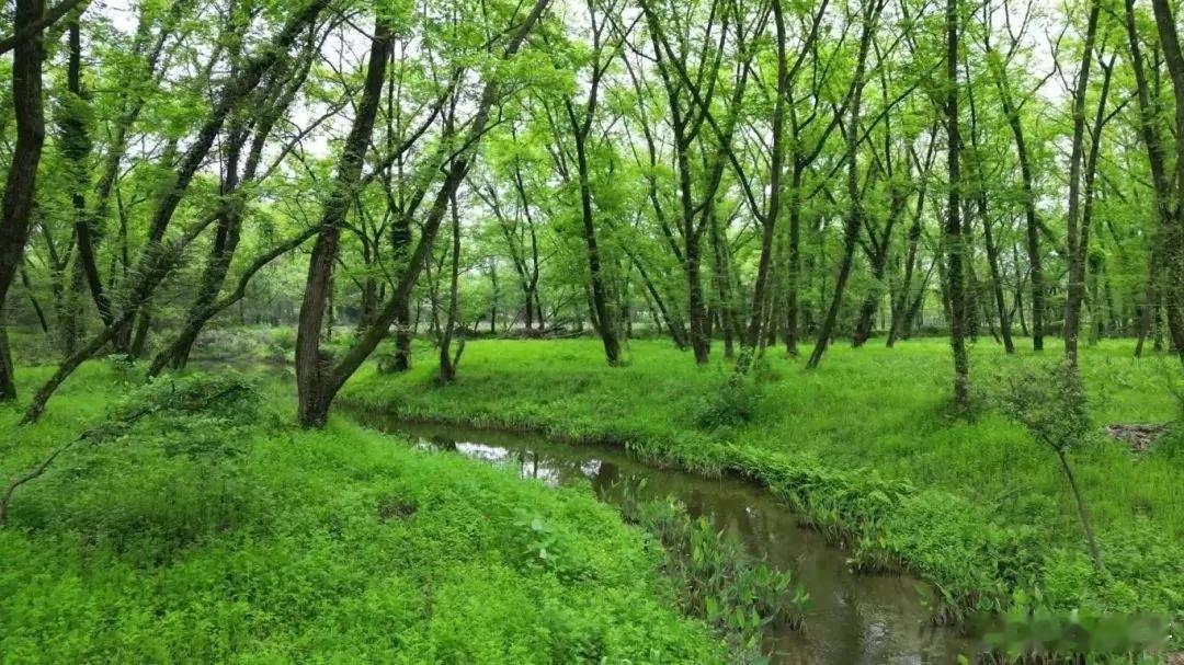 【四月我们相约尚萤吧】九龙国家湿地公园赏萤季4月1日起正式开放线下赏萤渠道！萤火