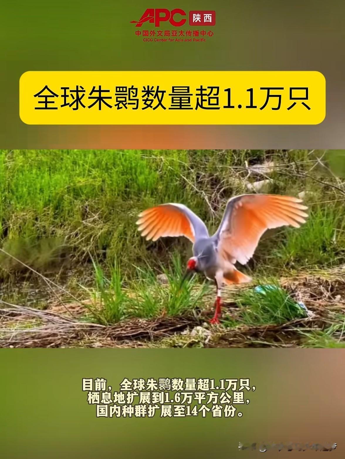 全球朱鹮数量超1.1万只。“目前，全球朱鹮数量超1.1万只，栖息地扩展到1.6万
