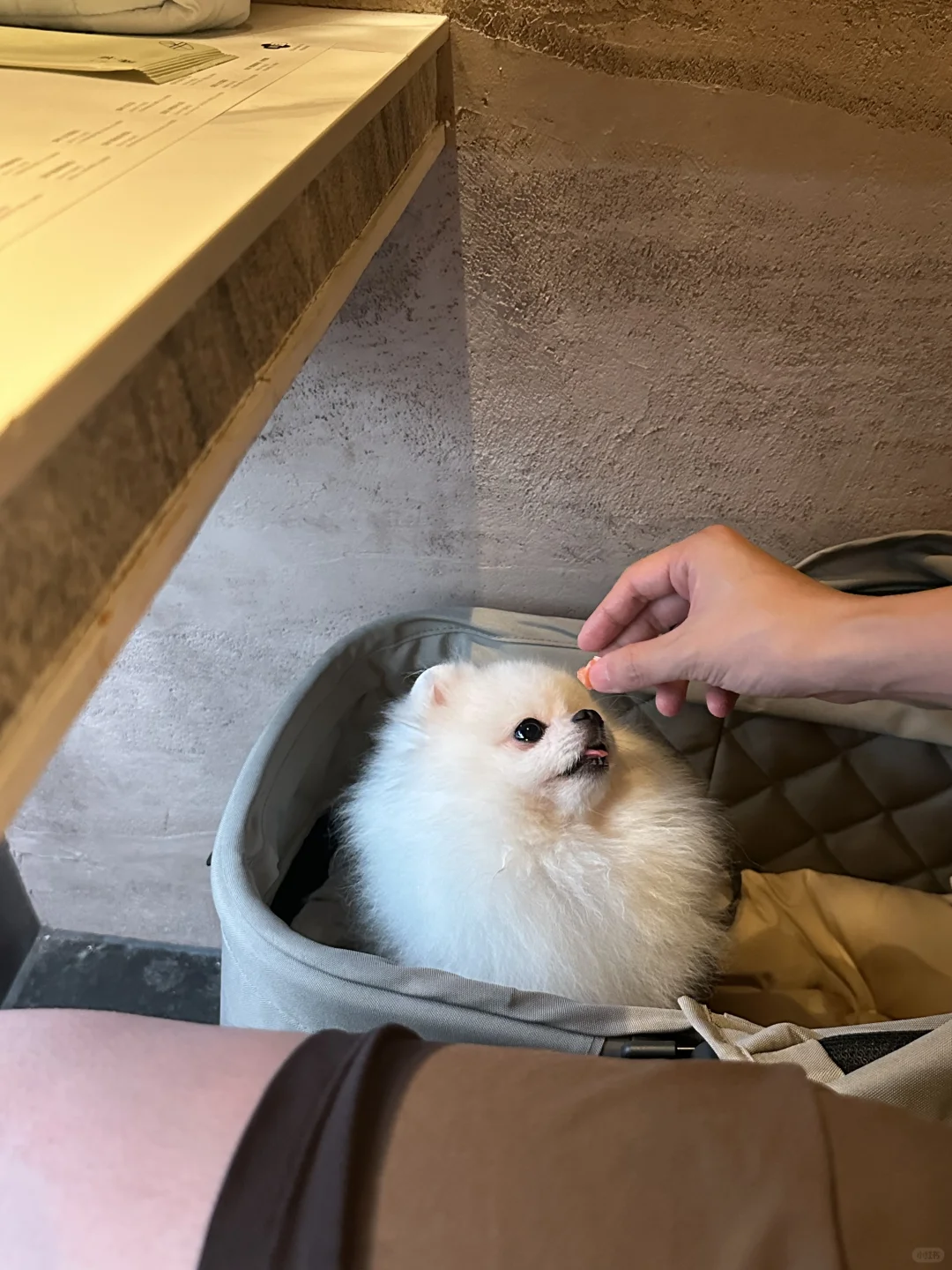 盯