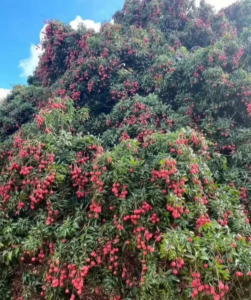看吧，这颗荔枝够1000个人吃，这些荔枝太漂亮了！有谁见过树上挂这么多荔枝的荔枝