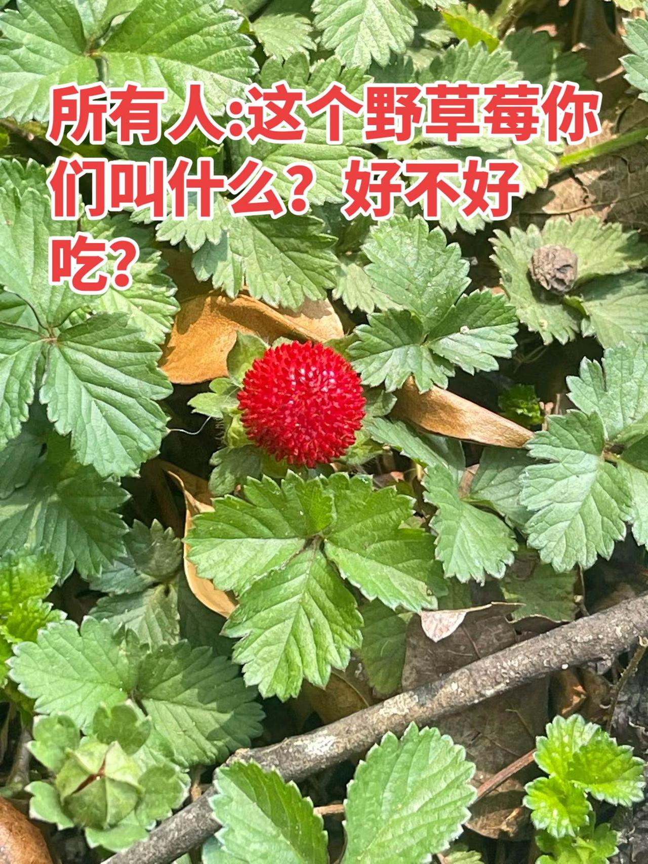 这个野草莓你们叫什么你能叫出它的名字吗 抖音激励创作者计划