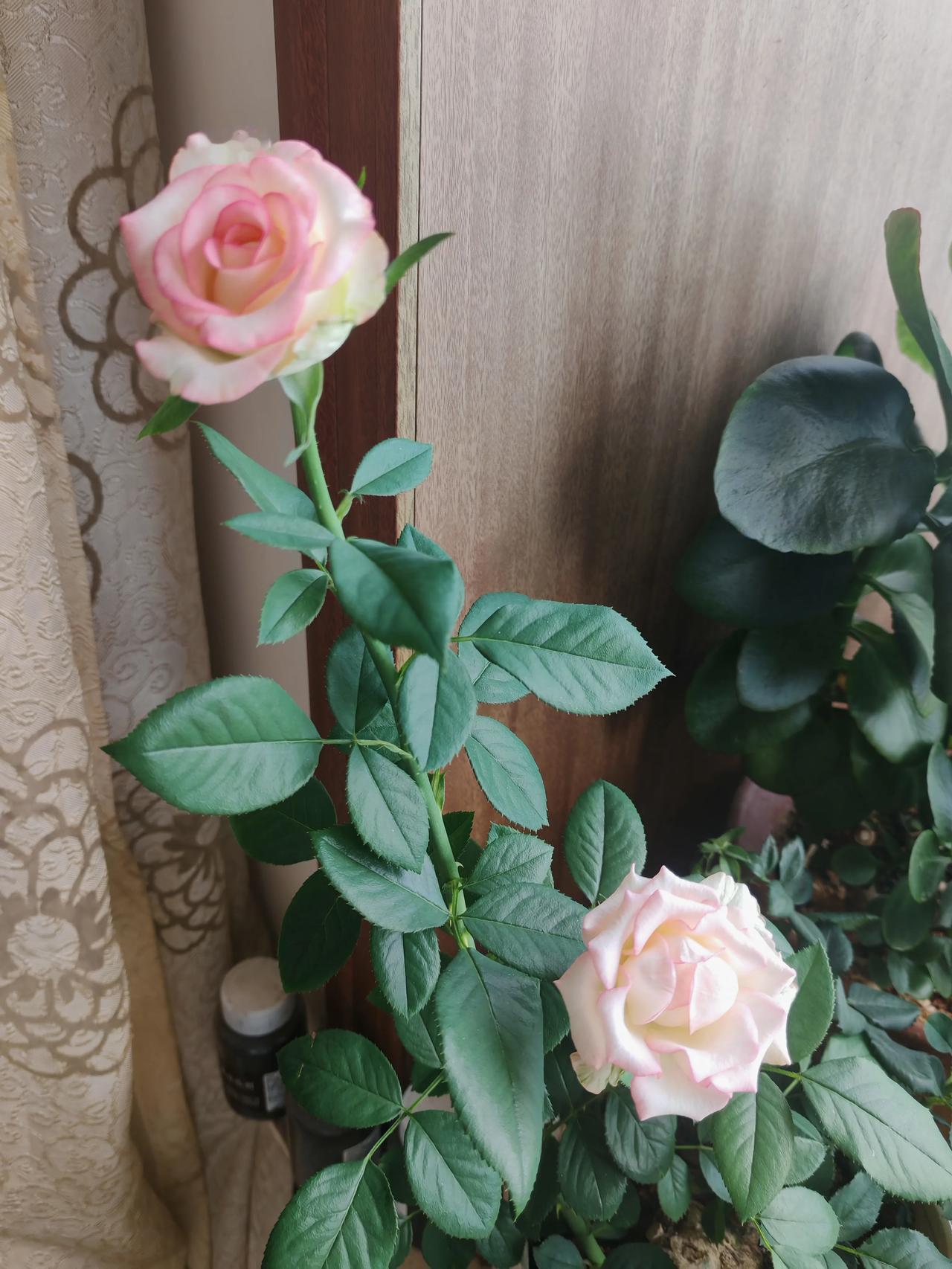 从拼夕夕上买的玫瑰开花了，真是可喜可贺呀！本来以为又上当受骗了呢。

上次买的藏