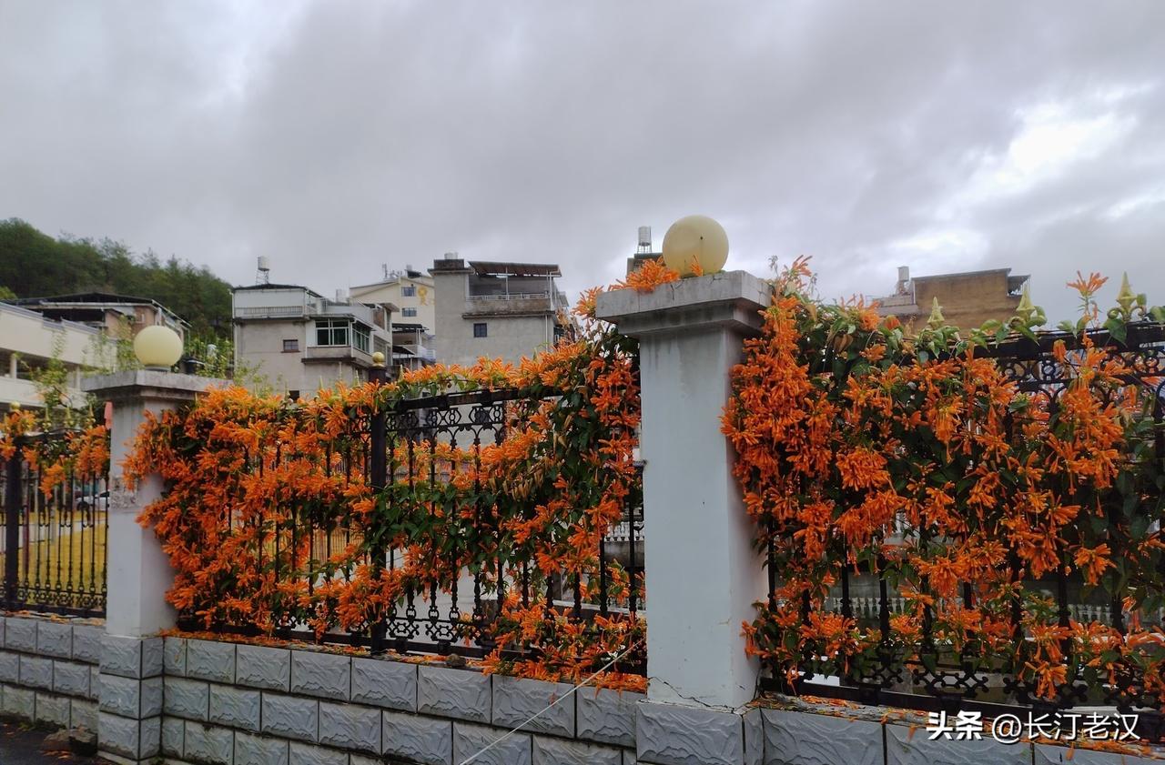 春节期间开的炮仗花，红红火火，非常喜庆，增加了年味，它仿佛向人们恭贺新禧！