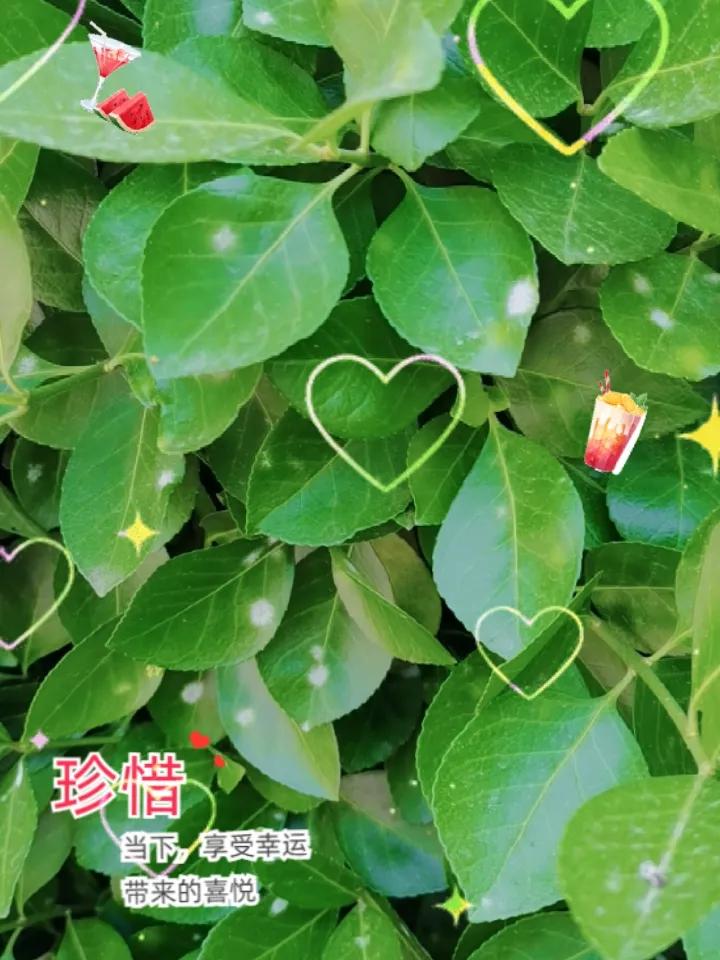 春日生活打卡季在小区瞎逛，发现一颗有了白粉病的冬青，这种白粉病还好传染其他冬青，