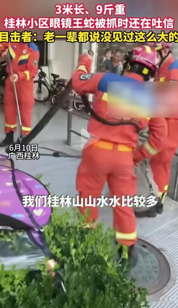 我的妈呀，今年的毒蛇怎么会那么多。

桂林的一个小区，出现了一条眼镜王蛇，顺着小