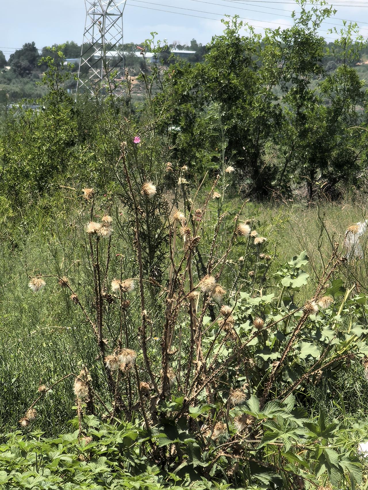 家人们帮我瞅瞅这株植物是啥呀。我在田野里闲逛时发现了它，一下子就被吸引了。它的叶