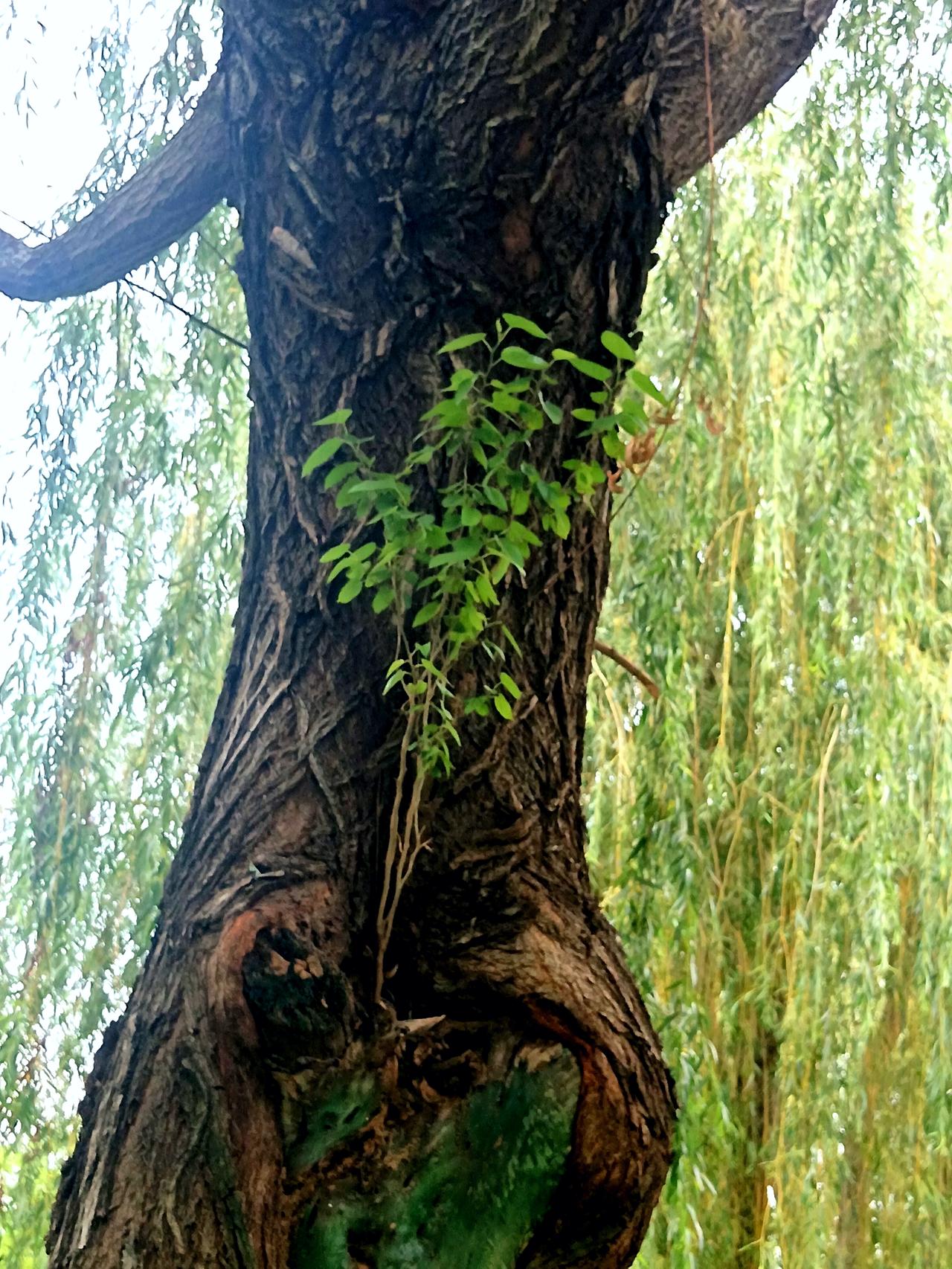 。
好友们，你们见过“柳抱桑”么？
 今天去华山湖跑步，见到一“柳抱桑”奇景，随
