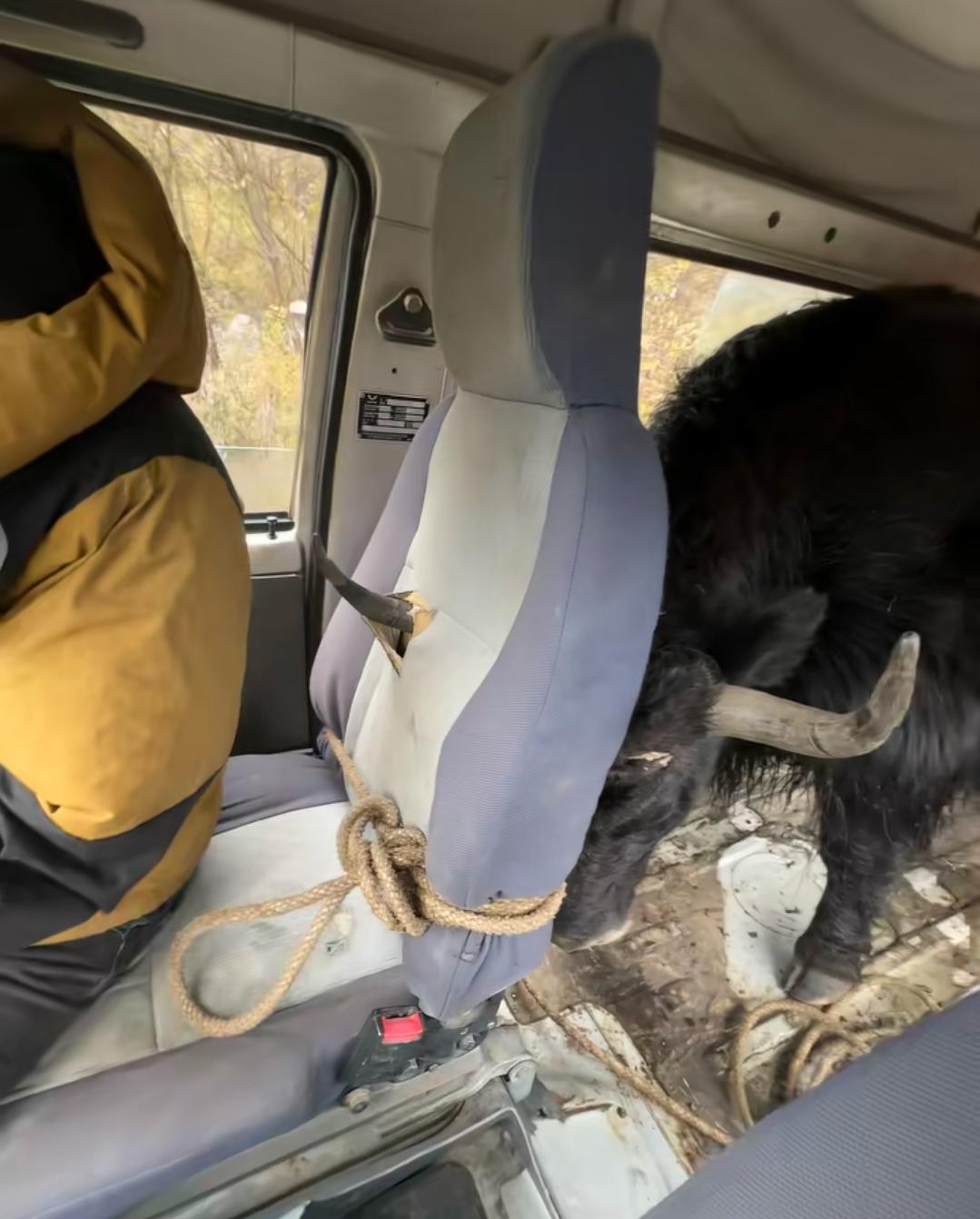 公牛插座就是这么来滴
请看下图，一个司机开着面包车，车里装了一头牛，而牛角插进了