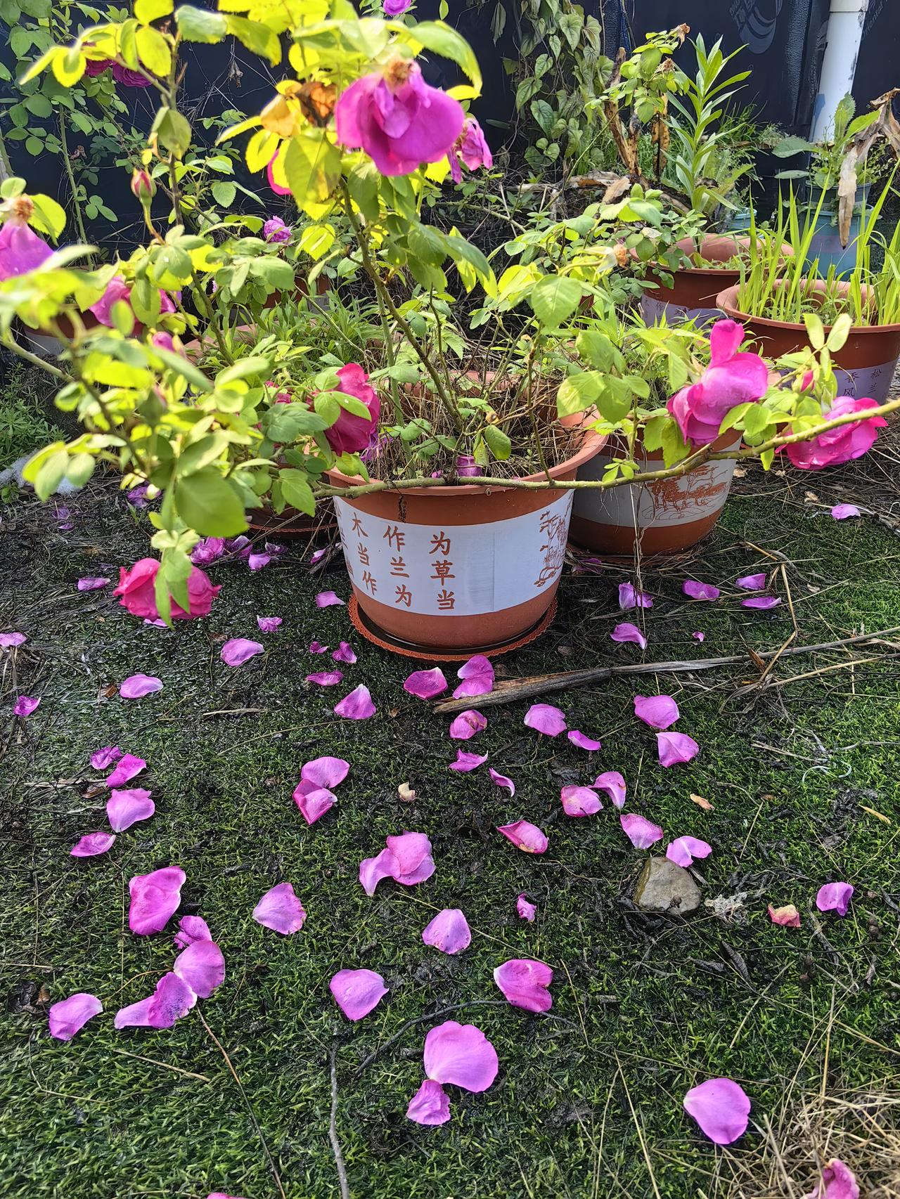 花朵带了雨水以后，只能低下头
不过这些玫瑰花确实开得很艳丽
香气也非常的浓
明年
