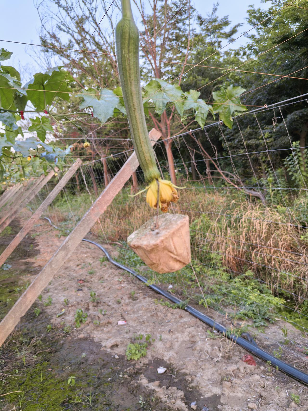 你想收获笔直帅气的丝瓜？帮你支一招！

弯丝瓜一样吃，但收获的成就感大相径庭。笔