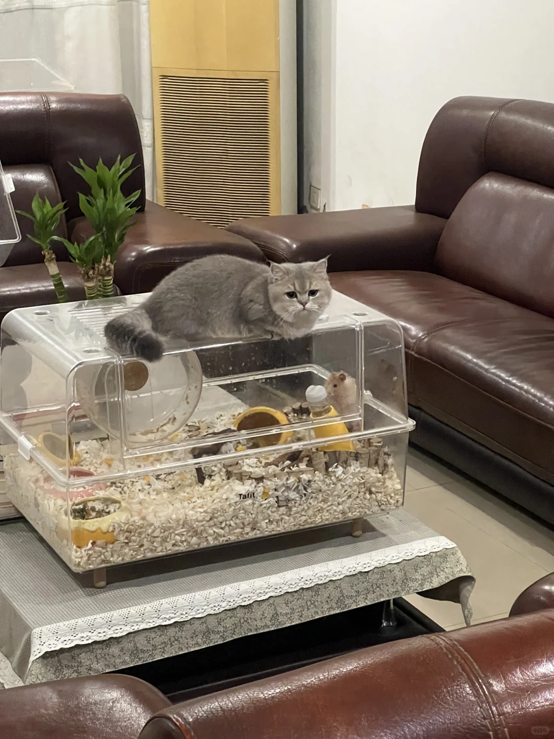 鼠鼠我心里也很害怕啊