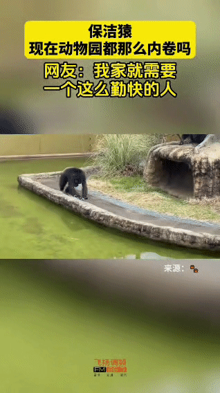 救命！现在动物园的卷王都已经卷到猩猩界了吗？
 
逛动物园本来是来看动物摆烂的，