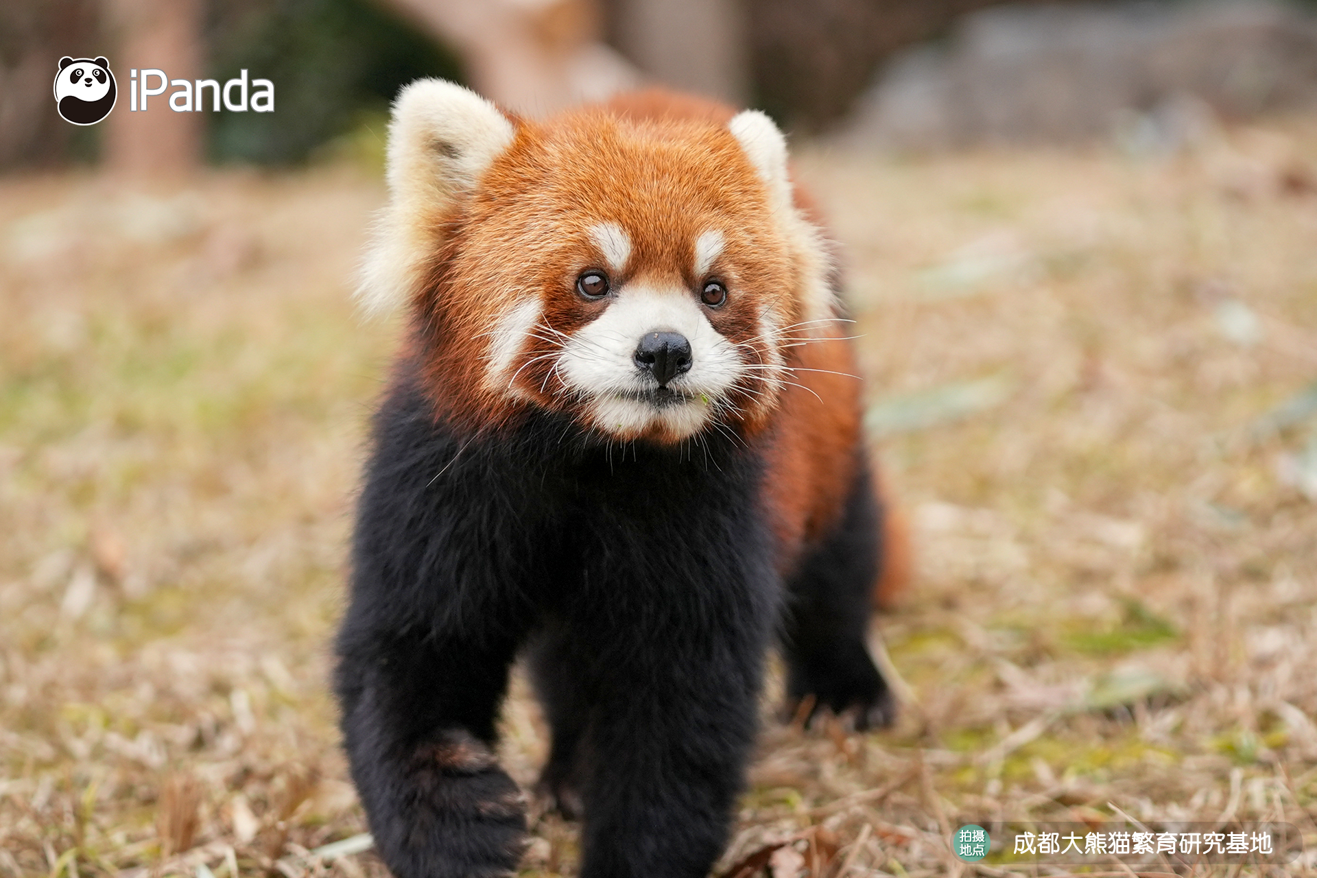 【小熊猫的治愈从早安开始 🌟】发言熊：小熊猫名熊名言：一步一个脚印，认真走的每