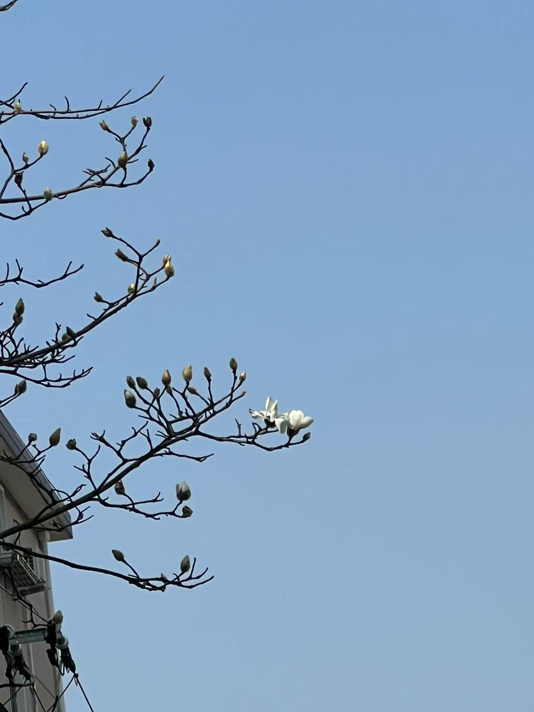 玉兰花开了

人心新岁月，春意旧乾坤