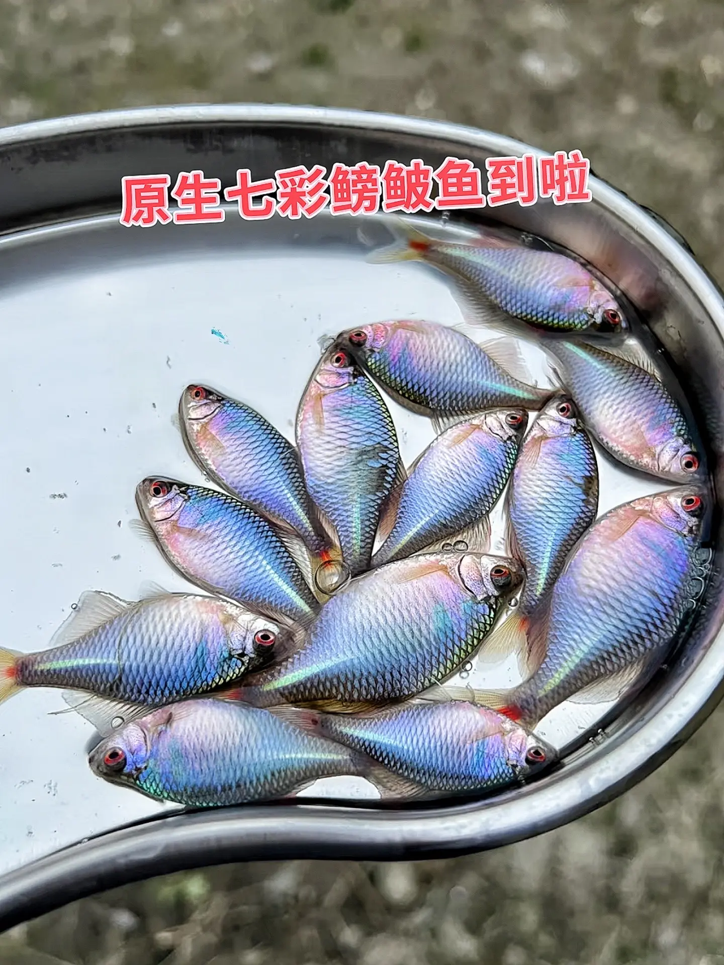 鳑鲏鱼，养鱼界的“新手保护神”，耐养又省心，不挑水质不挑粮，轻松圆你养鱼梦！