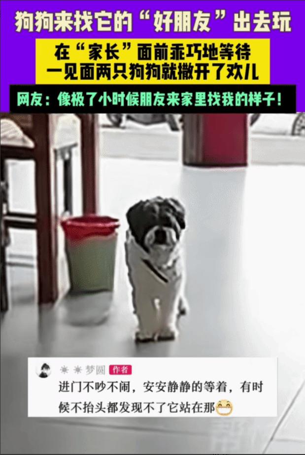 “太有灵性了！”贵州，女子看到一只狗来到家里。突然，她对楼上喊: “来福，你朋友