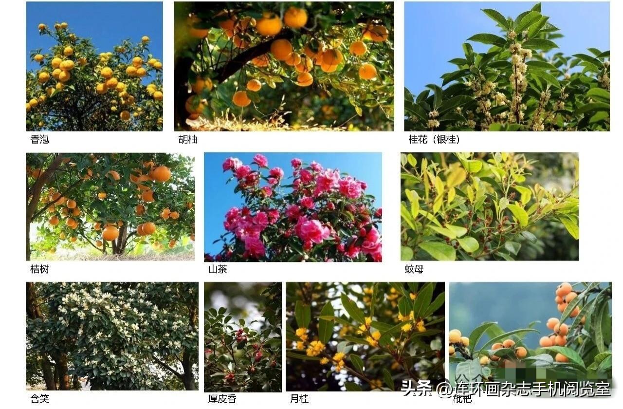 园林景观绿植01