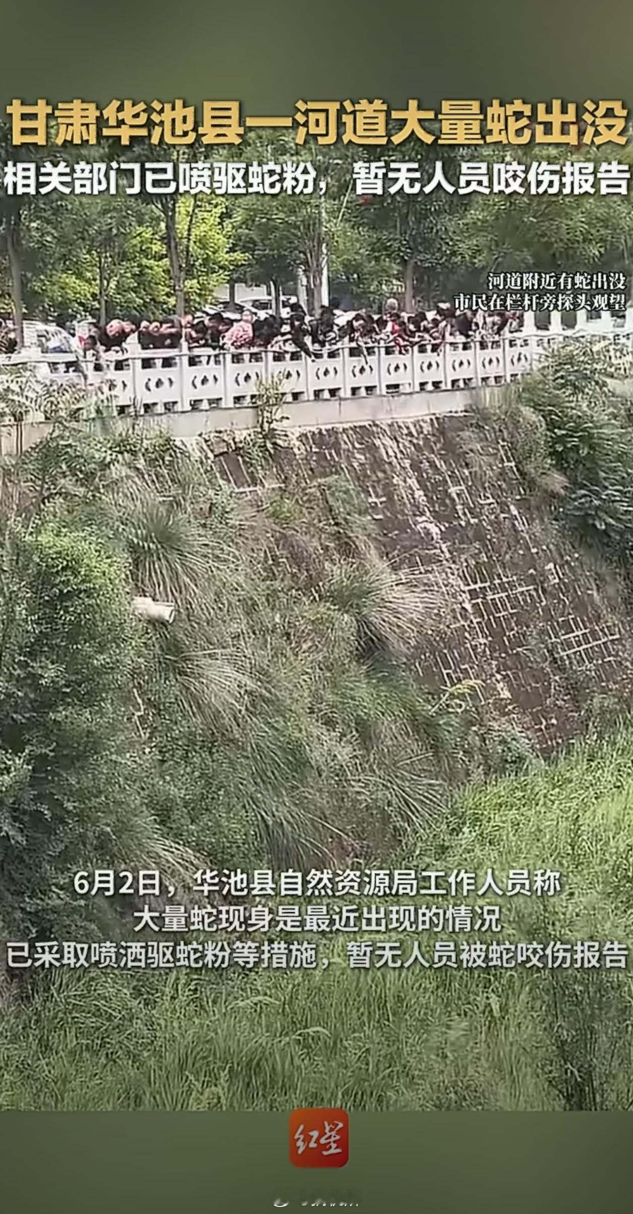河道有大量蛇出没已喷驱蛇粉说实话，蛇没什么特别惧怕的东西，雄黄粉、鹅屎这类东西，